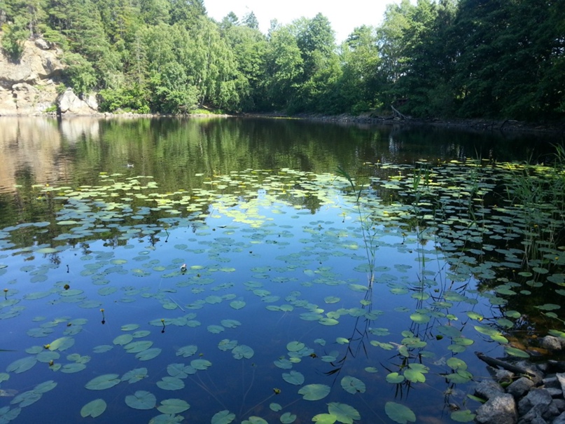 Светлана Черниченко | Stockholm