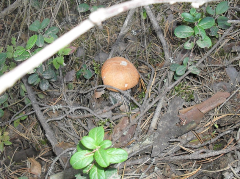 Елена Михалевич | Устюжна