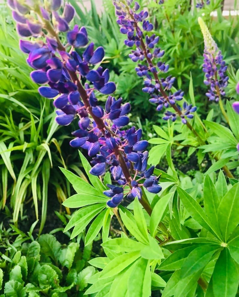 Ольга Шинкаренко | Смоленск