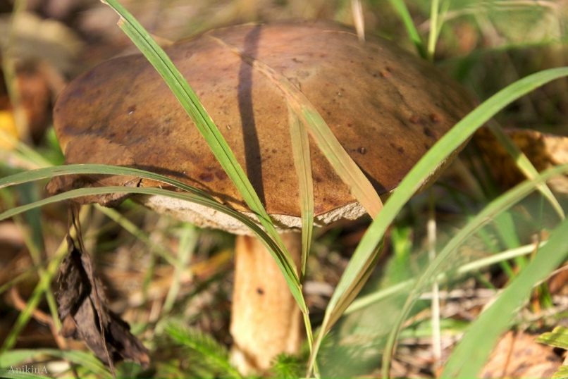 Ольга Аникина | Екатеринбург