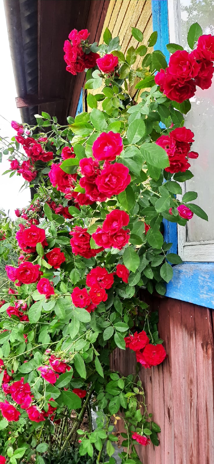 Тамара Яковлева |