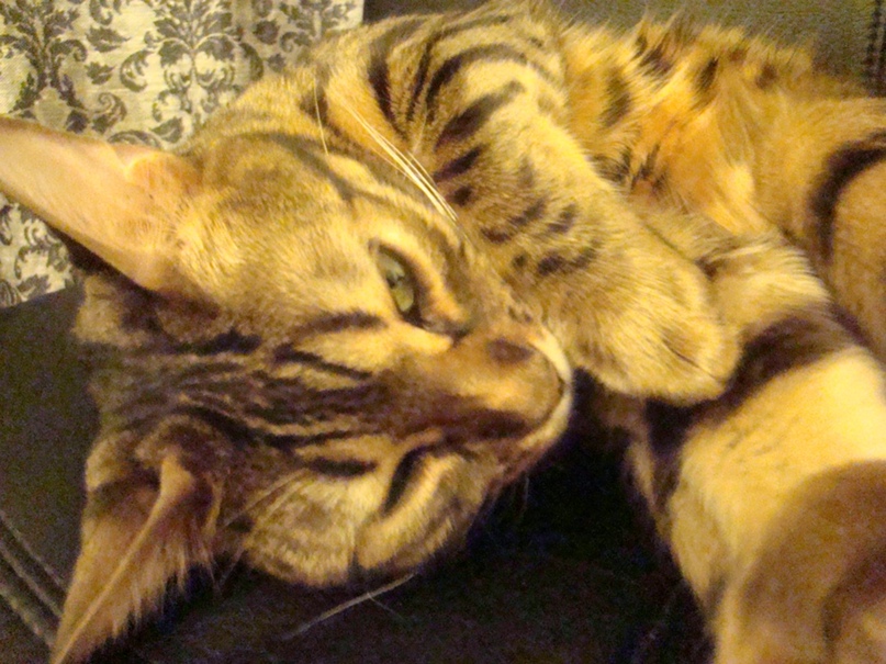 Виктория Козак |