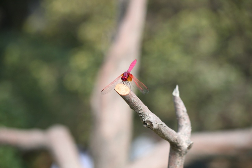 Светлана Гонтарева | Санкт-Петербург