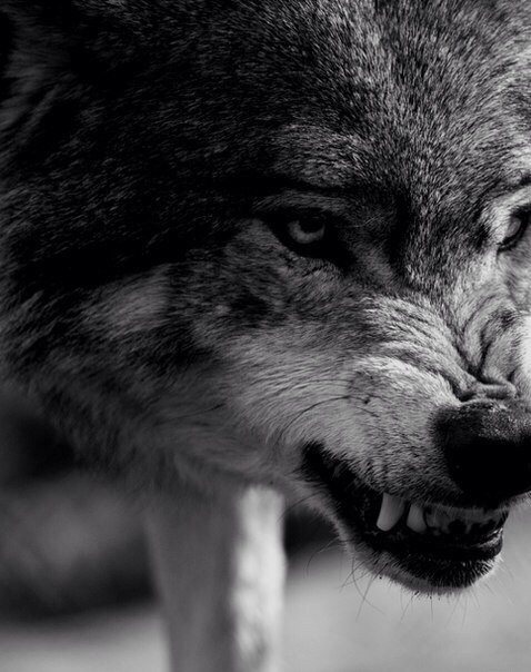 Роман Шишков | Москва