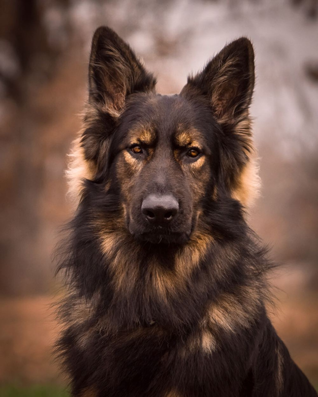 Сергей Колесников МЕДВЕДЬ | Тула