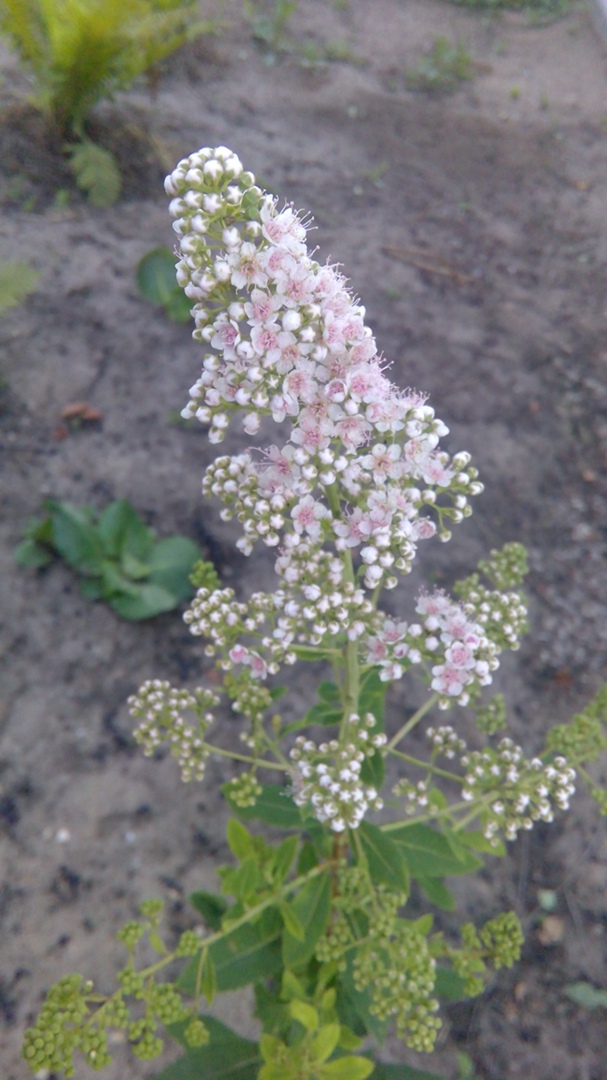 Виктория Тихонова ~WhiteMetal Cat~ | Шатки