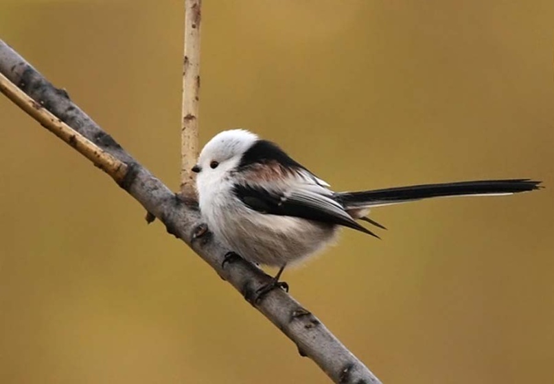 Аня Викторова | Череповец