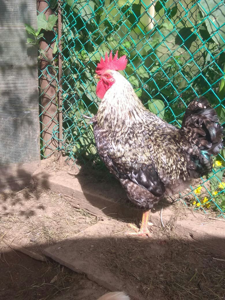 Вера Суслова Александоровна | Санкт-Петербург