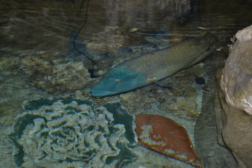 Елена Салмина |