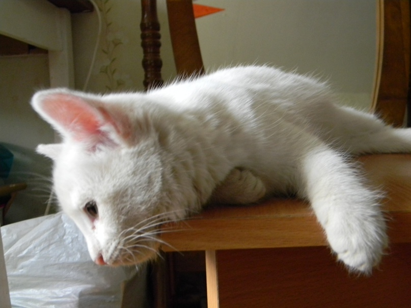 Змея Подколодная Горынычна | Уфа