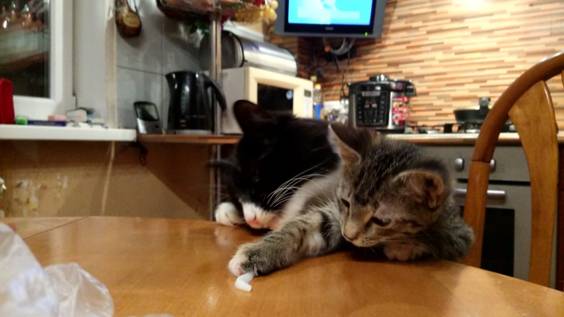 Василий Самородов | Череповец