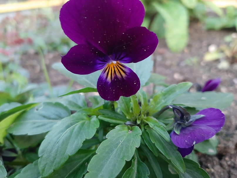 Оля Зверева | Вологда