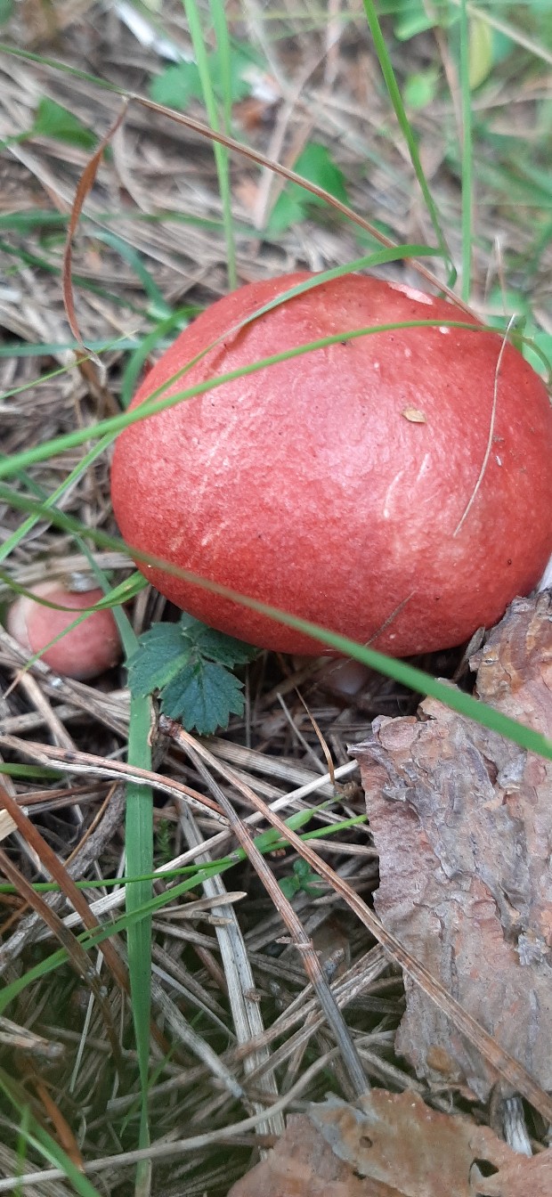 Юлия Трефилова | Киров