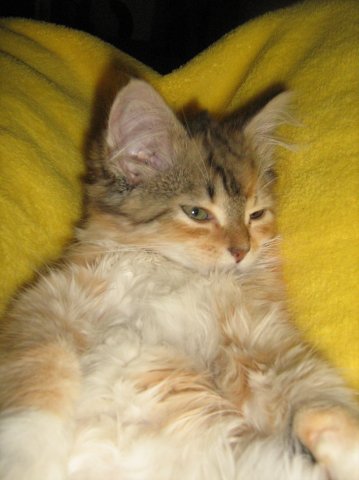 Юлия Сипайло | Санкт-Петербург