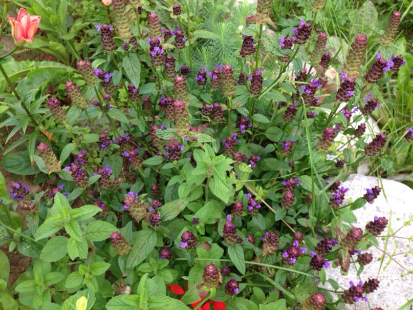 Татьяна Коротина | Санкт-Петербург