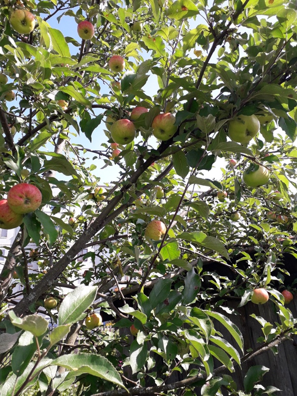 Ольга Муравьева | Вологда