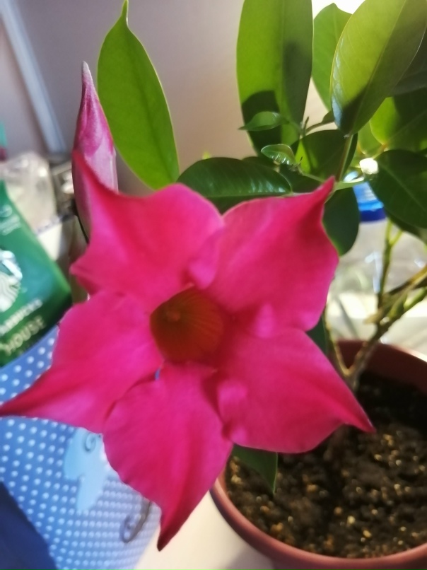 Елена Березина | Тюмень