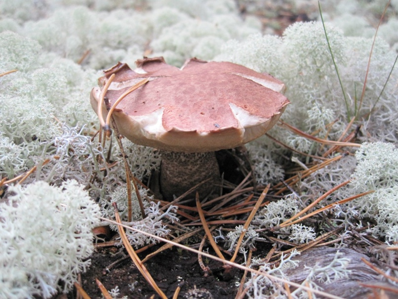 Юлия Ковальчук ♥ | Сосногорск