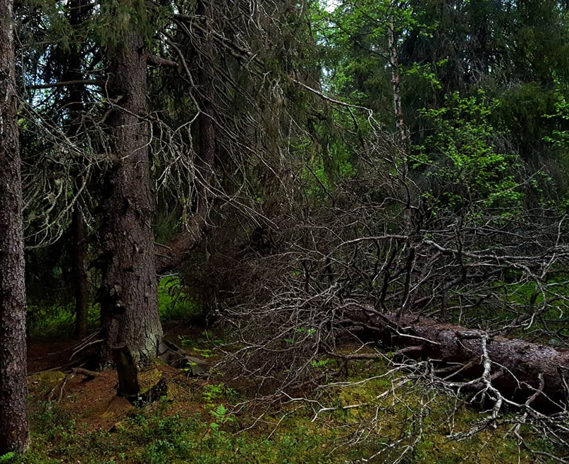 Анна Корнеева | Мурманск