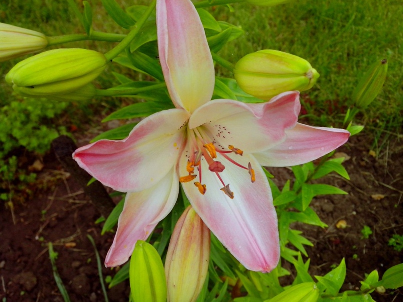 Светлана Евдокимова ♈  The Pursuit Of Perfection ♈ | Подольск