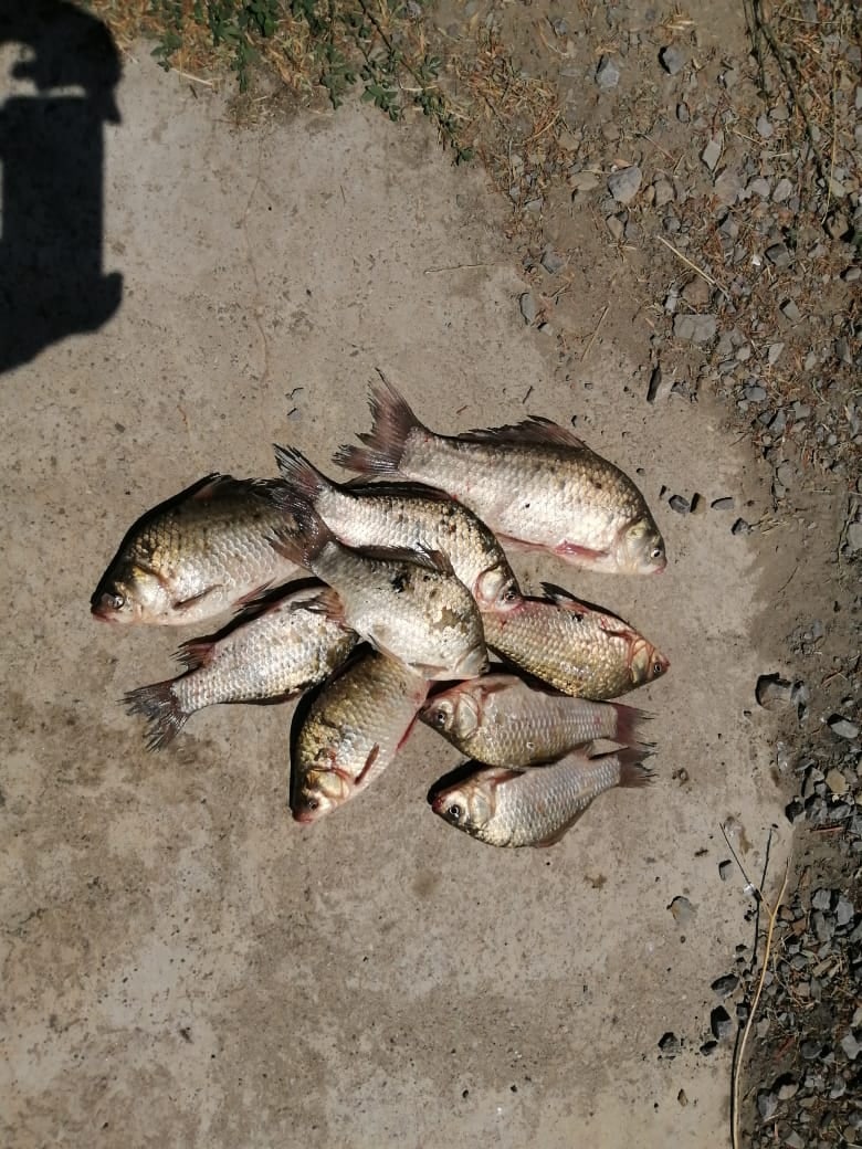 Александр Фролов | Ногинск