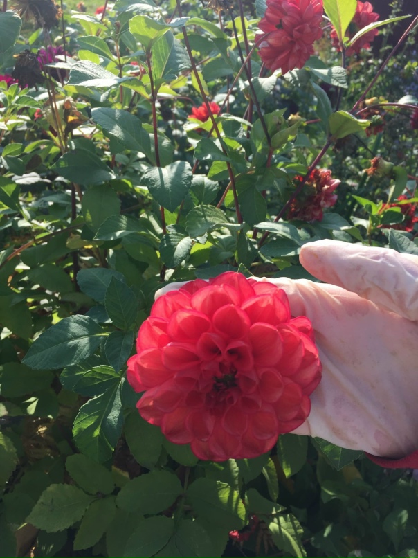 Ирина Шишлова | Великий Новгород