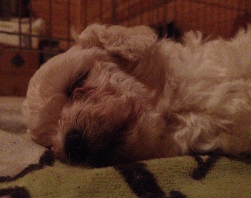 Надежда Перевозчикова ~kesha~ | Санкт-Петербург