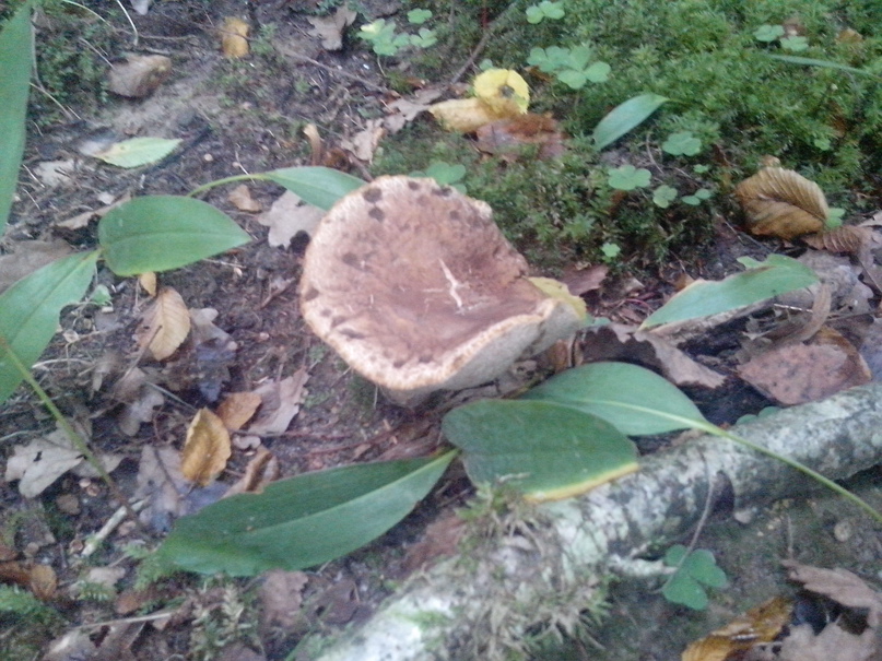 Александр Дрёмов | Балтийск