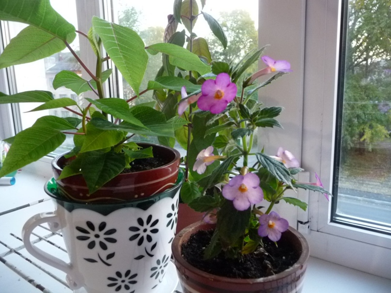 Наталья Колобова | Медвежьегорск