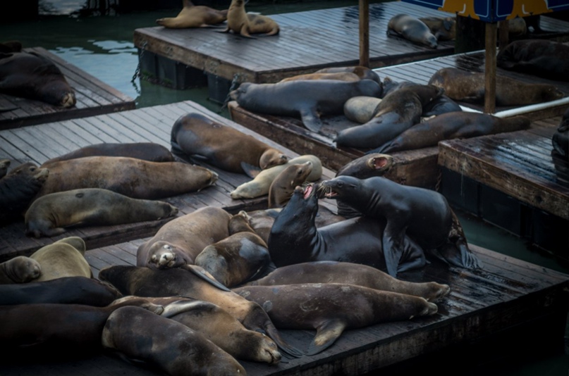 Юлия Колоскова | New York City
