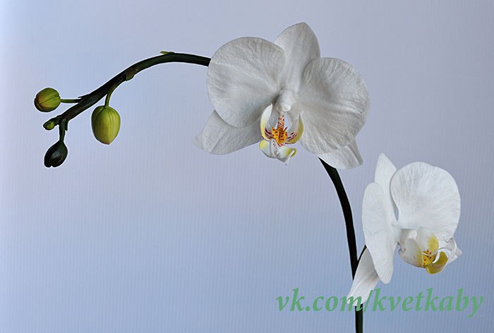 Людмила Буракова | Минск