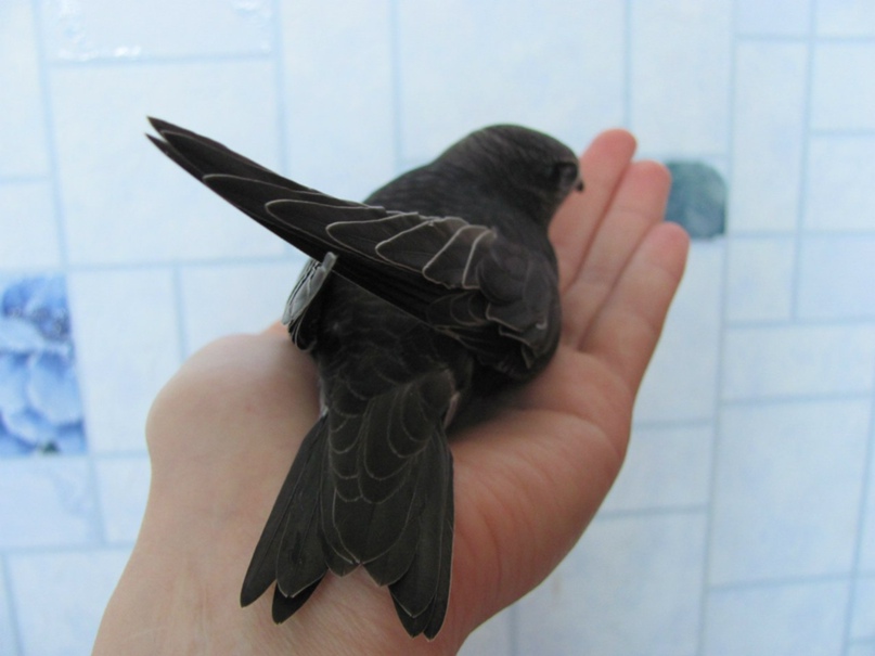 Lanita Bonita la | Киев