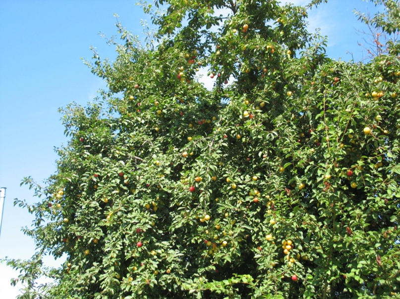 Татьяна Кирилюк | Санкт-Петербург