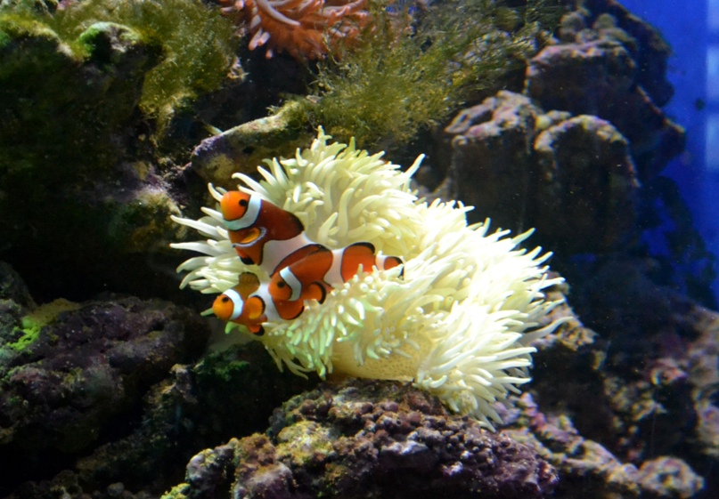 Ольга Мягкая | Москва