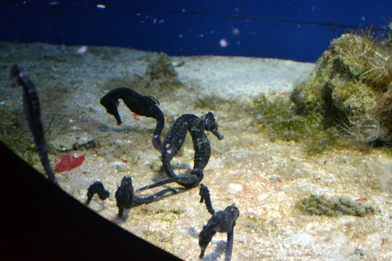 Ольга Мягкая | Москва