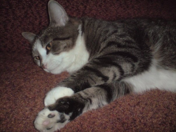 Алексей Гаврилов ~СидР~ | Санкт-Петербург