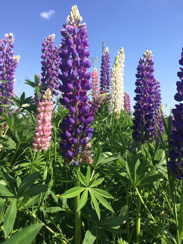 Елена Куракина | Санкт-Петербург