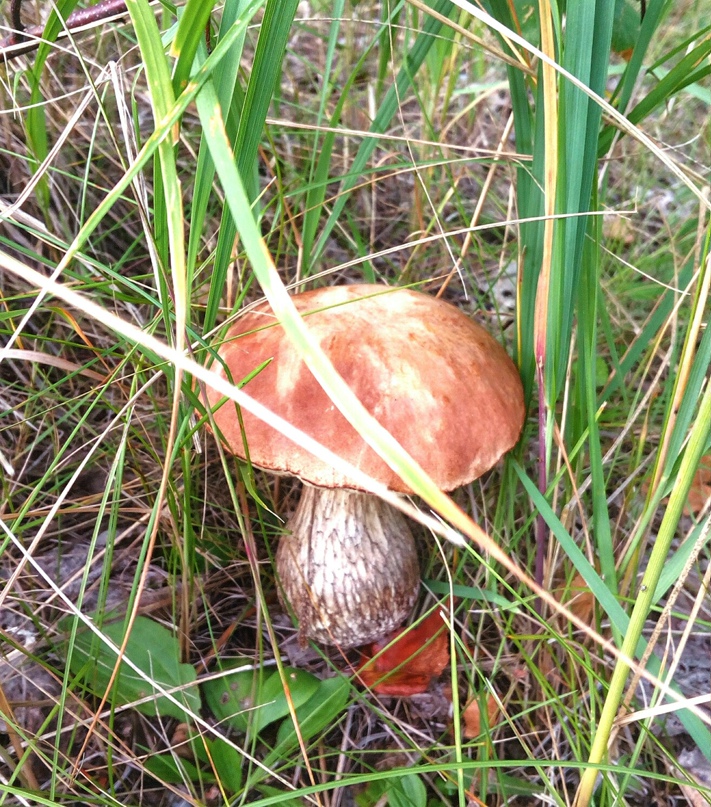 Сергей Петров | Ульяновск