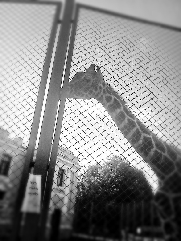 Настя Радвогина |