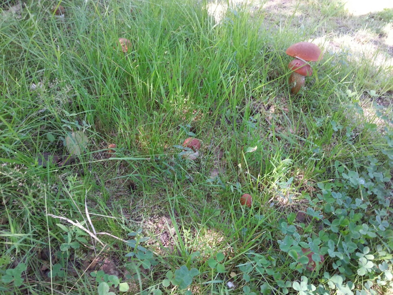 Ирина Левченко | Санкт-Петербург