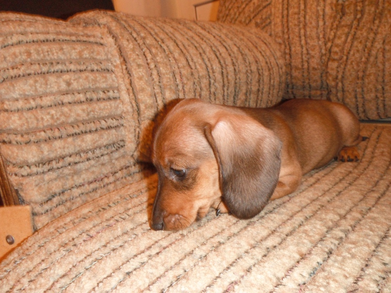 Дмитрий Горелов Gorelych (Йошь) | Санкт-Петербург