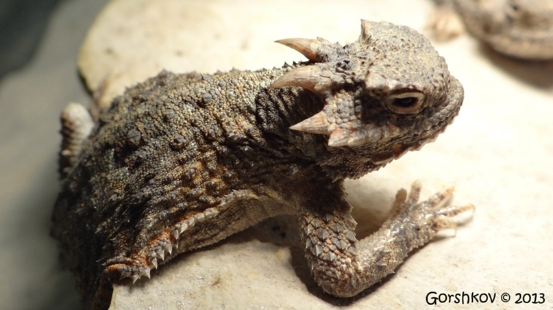 Никита Горшков <Мышэтош> | Киев