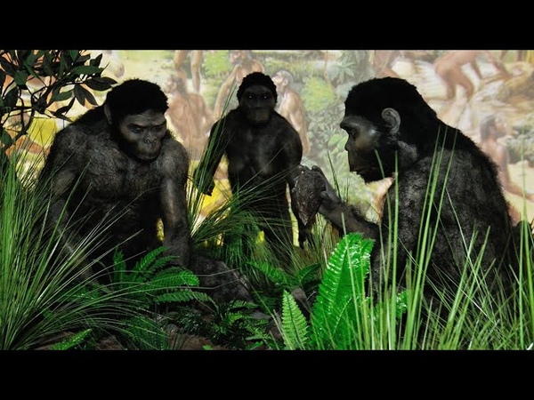 рамапитеки период. человек прямоходящий homo erectus. человек прямоходящий краткая характеристика.