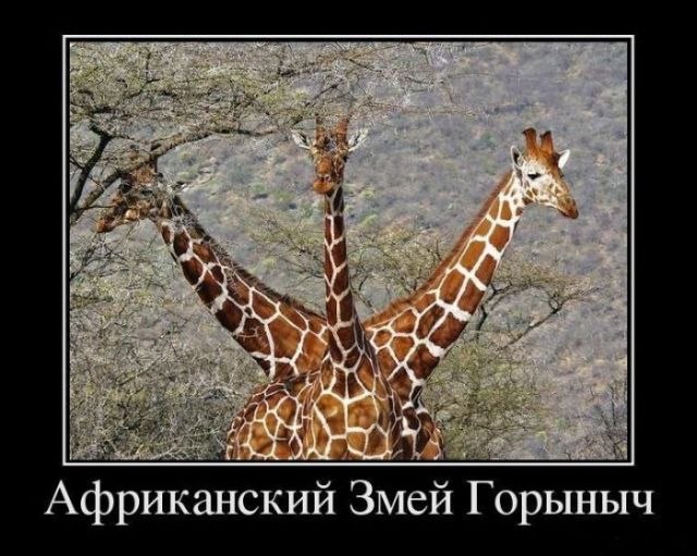 Алексей Косарев Престижный | Москва