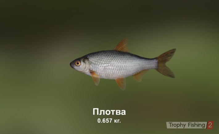 Евгений Мохов Krest | Днепр (Днепропетровск)