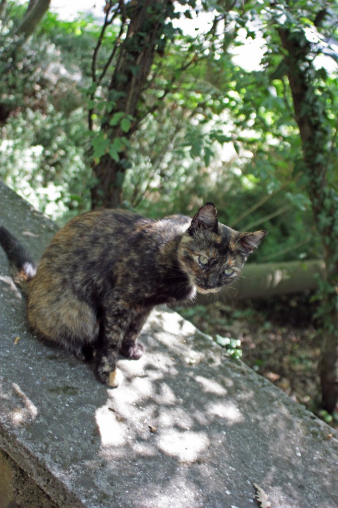 Александра Фирсова scorpic |