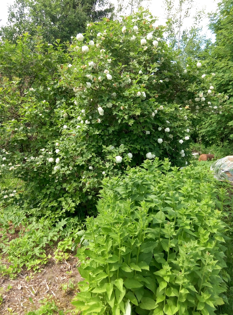 Наталья Кондрашова | Петрозаводск