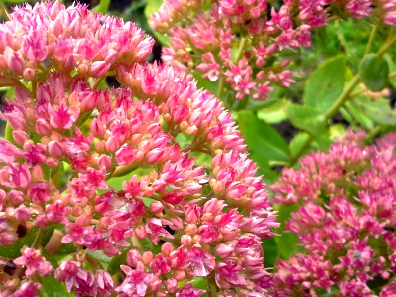 Оксана Остапчук | Новосибирск