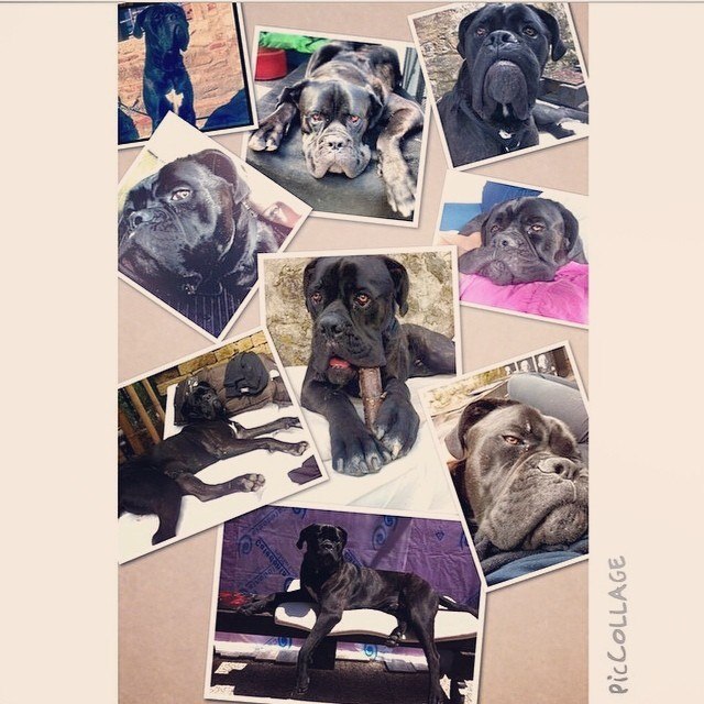 Ольга Бойко | Bologna