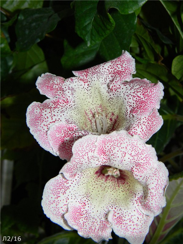 Мария Миляева | Москва